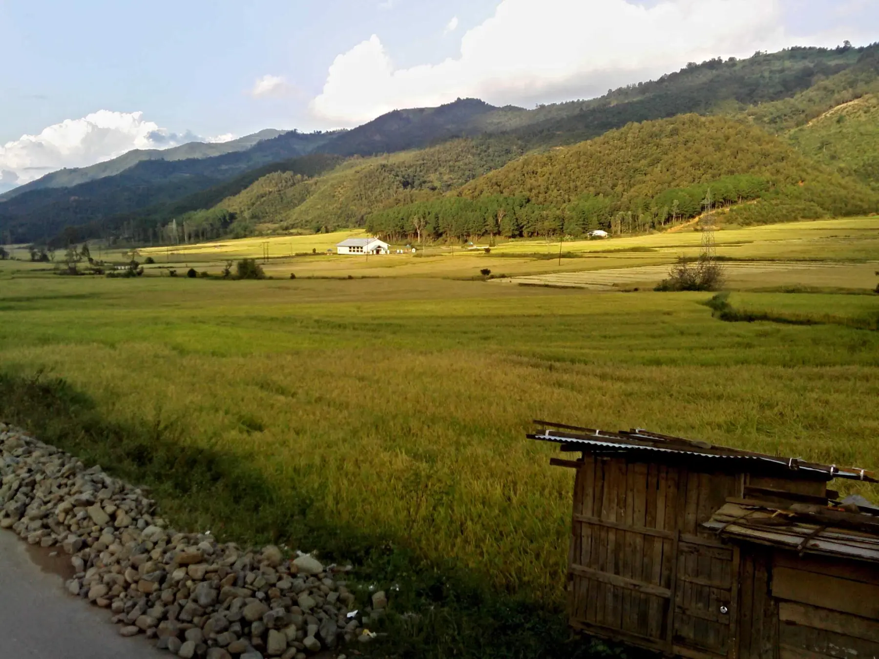 Golden paddy fields