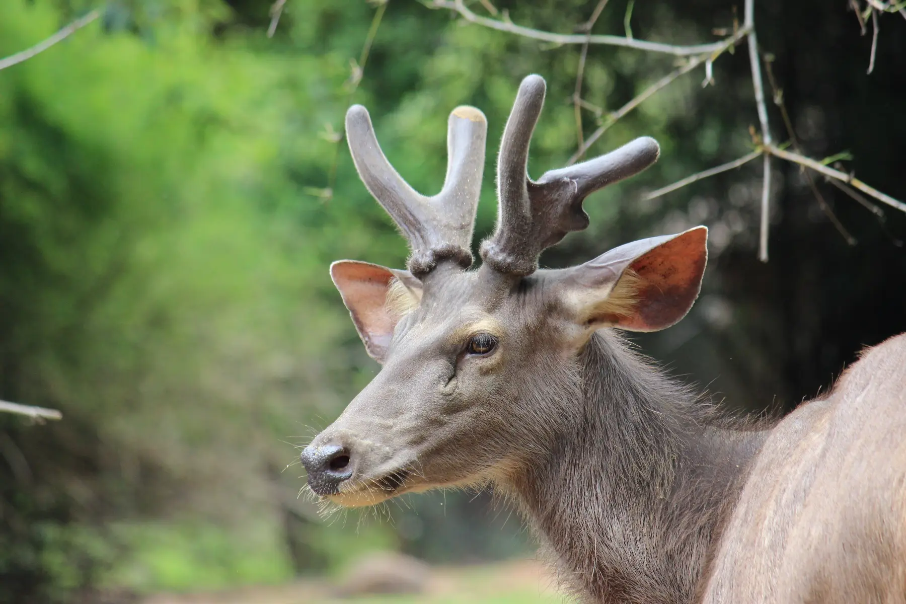 Sangai, Manipur's state animal